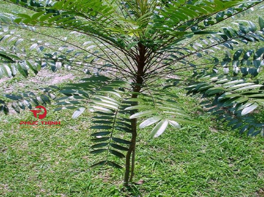 Cây Bá Bệnh: Công Dụng, Cách Dùng & Những Lưu Ý Khi Sử Dụng